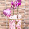 Orquídea dia das mães